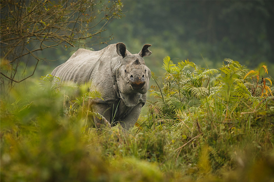 Chitwan Jungle Safari Tour